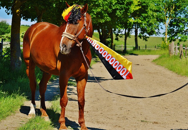 作为观众 作为观众